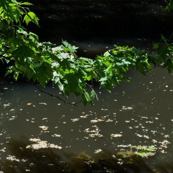 Pentax_K_5_IIs_42 Pentax_K_5_IIs_42