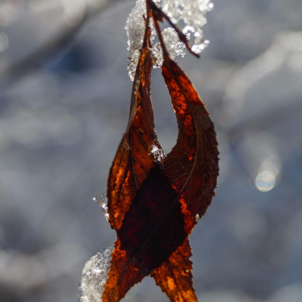 Sony_A58__31 Sony_A58__31