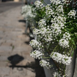 sigma_30_EX_27 sigma_30_EX_27