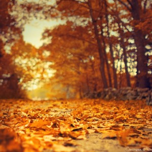 autumn-trail autumn-trail