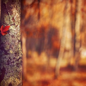 Autumn’s Bloom Autumn's Bloom