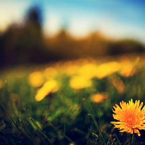 bailey_island_v bailey_island_v