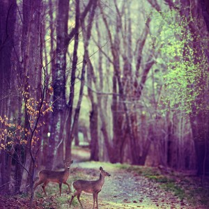 Stitched Panorama Stitched Panorama