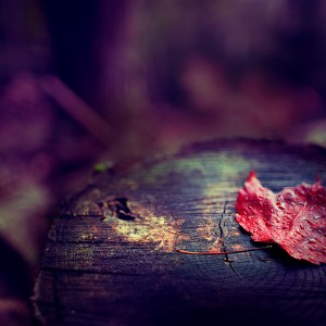 fall_leaf fall_leaf