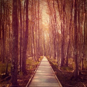 Stitched Panorama Stitched Panorama