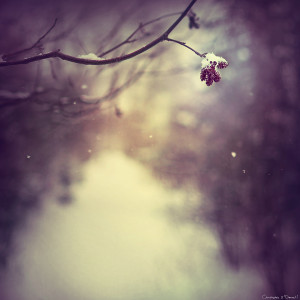 Winter’s Light Winter's Light