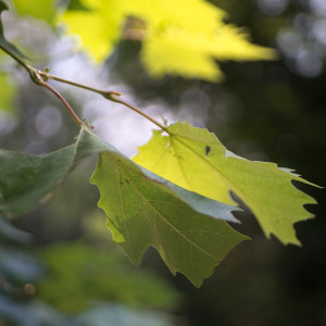 Максимална диафрагма