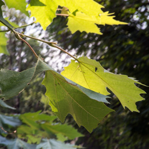 Диафрагма 16