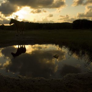 Залез Синеморец