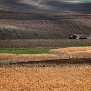 kshivacheva - "Из нивята"