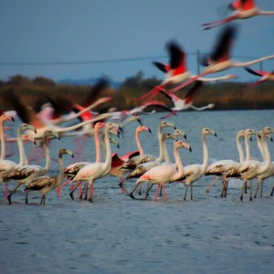 ТодорТрамбабов