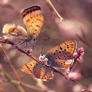 ТодорТрамбабов