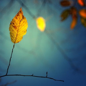 ТодорТрамбабов