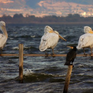 ТодорТрамбабов