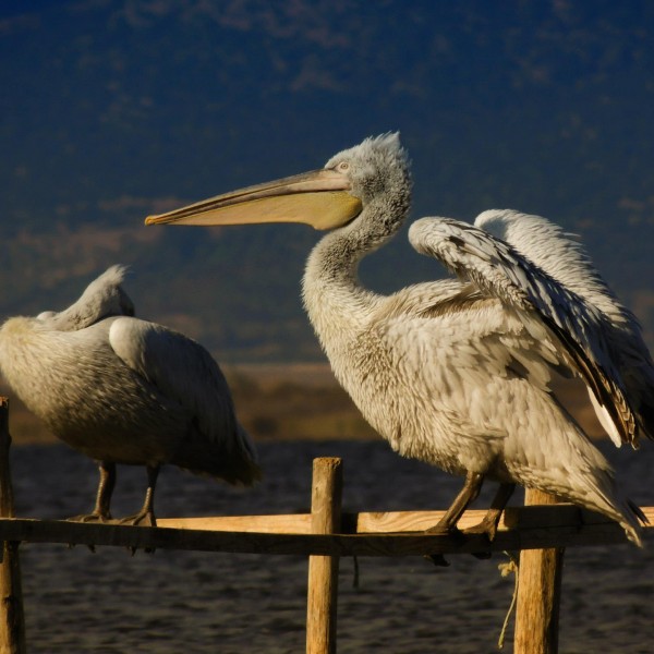 ТодорТрамбабов ТодорТрамбабов