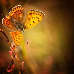 ТодорТрамбабов