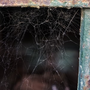 Фокуса хваща дори и на паяжина