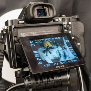 SonyDay_013 SonyDay_013