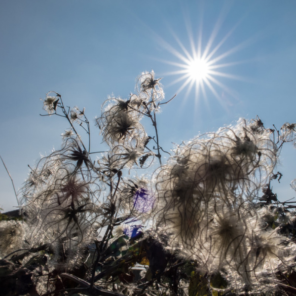 Canon_G7x_04