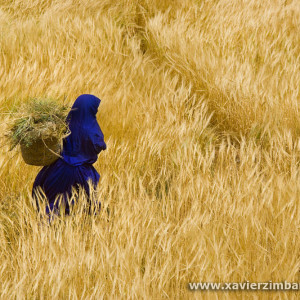 Woman Harvesting Carries Wheat On Back In Southern Morocco