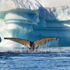 Reise Falkland, Südgeorgien, Antarktis 2010/2011
