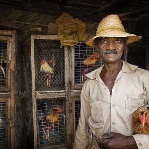 Prize Fighting Cocks