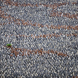 Reise Falkland, Südgeorgien, Antarktis 2010/2011