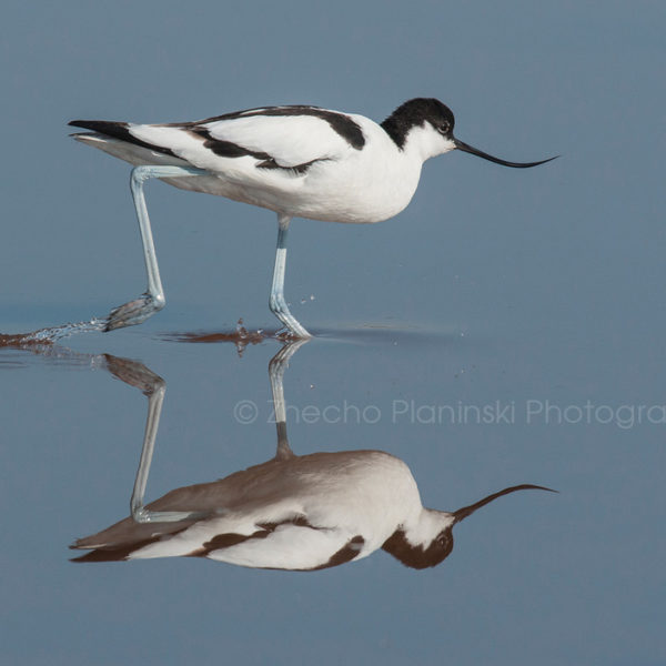 double-pied-avocet