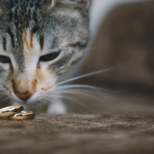 Photo by Georgi Kazakov (www.georgikazakov.com)