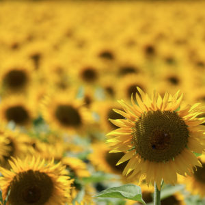 Claudio_Ciardi (10 of 20)