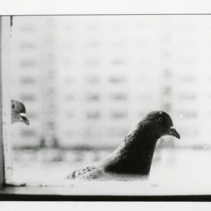 NStoichkov (51 of 98)