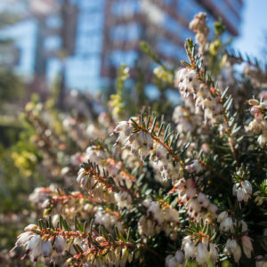 Canon_G1X_Mк_III_13