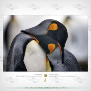 3_Nature_FIAP_Gold_01