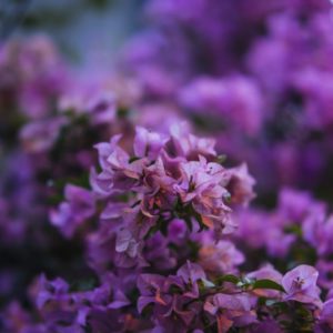 AF 85mm F1.4 Sample Image_Dju-Lian Chng (46)