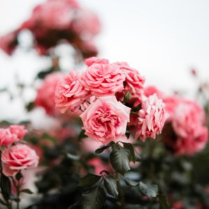 AF 85mm F1.4 Sample Image_Stephan Forstmann (18)