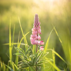 AF 85mm F1.4_Simon White_Sample (1)