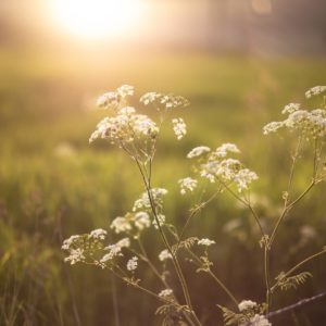 AF 85mm F1.4_Simon White_Sample (2)