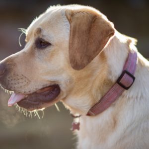 AF 85mm F1.4_Simon White_Sample (3)