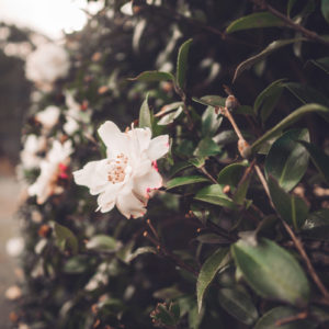 Hanna Saba_AF 24mm F2.8 FE (13)