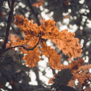 Hanna Saba_AF 24mm F2.8 FE (14)