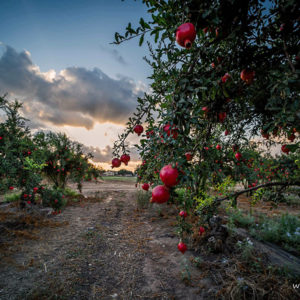 Moshe-Filberg_MF-85mm-F1-(1)