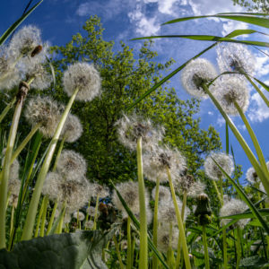 Zenitar_16_fisheye_37