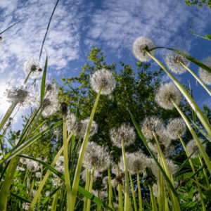 Zenitar_16_fisheye_38