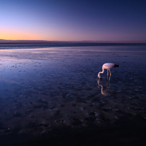 new_nikkor_z_12022020_6