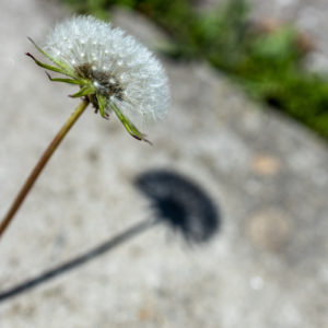 Canon_RF_35_Macro_12