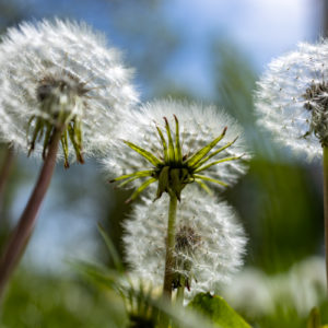 Canon_RF_35_Macro_13