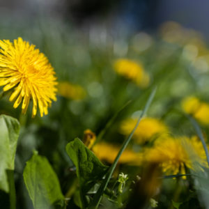 Canon_RF_35_Macro_23