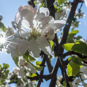 Canon_RF_35_Macro_30