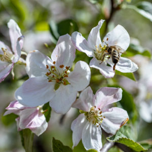 Canon_RF_35_Macro_31