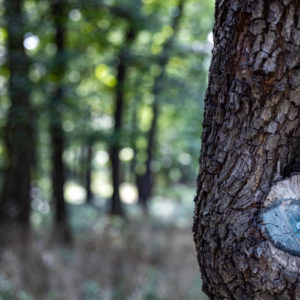 Canon_RF_24-70_2.8_42